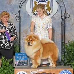 Chow Chow from Graystone Kennel