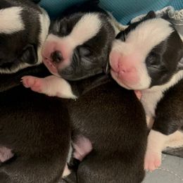 Boston Terriers from K&N Boston Paws
