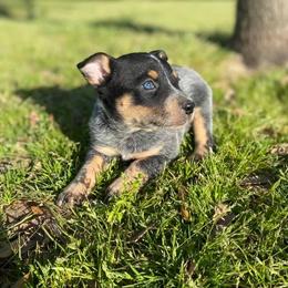 Australian Cattle Dog Puppies from Cowboy Tuff Stock Dogs