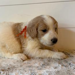 Orange Collar Boy - Parti male Goldendoodle puppy in San Augustine, Texas from Vintage Doodles