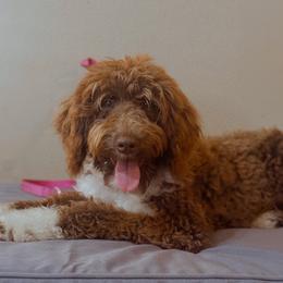 Bernedoodle, Sheepadoodle, and Whoodle Puppies from Wonderland’s Boujie Kennels