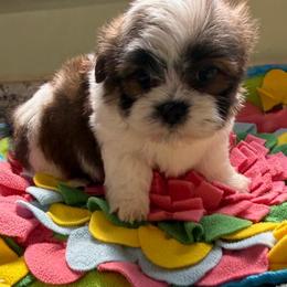Brooks - Tricolor male Shih Tzu puppy in Stafford, Virginia from Bayview Pups