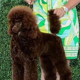 Nunya - Poodle