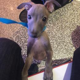 Italian Greyhound and Pekingese Puppies from Oremor's