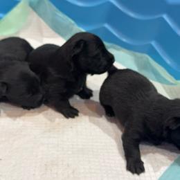 Black Boy 3 - Black male Scottish Terrier puppy in Wellston, Ohio from White Apple Kennel