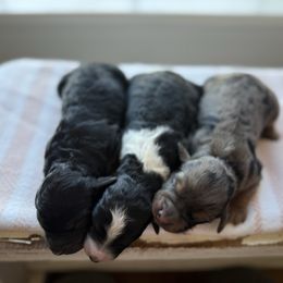 Black phantom girl - Phantom female Goldendoodle puppy in Hobbs, New Mexico from Goldie Locks Golden Retrievers & Doodles