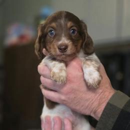 Alvin - Chocolate and tan male Dachshund puppy in Mcminnville, Tennessee from Red Barn Farms Minis