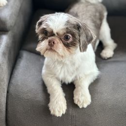 Matthieu - Shih Tzu