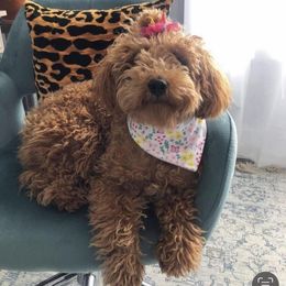 "Mom " Goldendoodle Puppies from Proctor’s Petite Goldendoodles