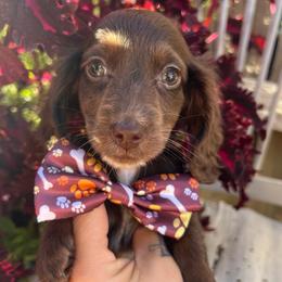Hazel boy two - Chocolate male Dachshund puppy in Payette, Idaho from NT Mini Doxies