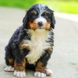 Chevy - Tri-color male Bernedoodle puppy in Dundee, Ohio from Down Home Doodle