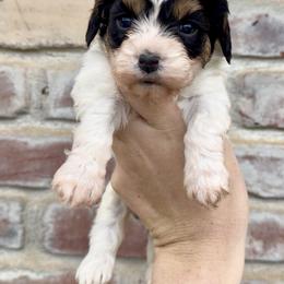 Bella (Teal Collar) - Tri-color female Cavapoo puppy in Redding, California from Lipscomb Doodles