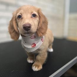 Trusty - Cream female Dachshund puppy in Grant, Michigan from Red Pyne Dashchuands