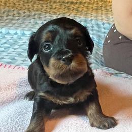 Purple girl - Black and tan female Havapoo puppy in Arlington, Washington from Havanese With Love Breeding Co.