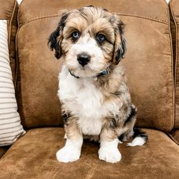 Elden - Blue merle male Aussiedoodle puppy in Flagstaff, Arizona from Gunstock Doodles