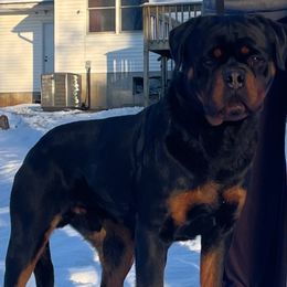 Q - Rottweiler