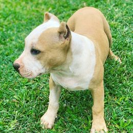 American Bullies from Kane Kennels