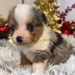 Blue - Blue merle male Toy Australian Shepherd puppy in Ambrose, Georgia from Brandilyn's Aussies