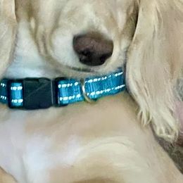 Dachshunds from AZ House Of Doxies
