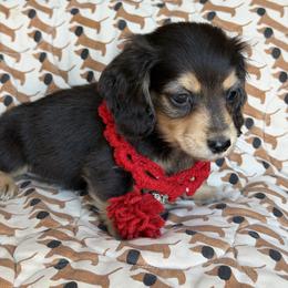 Hopper - Black and cream male Dachshund puppy in Duncanville, Alabama from Bear Creek Dachshunds