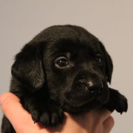 Golden Retriever and Labrador Retriever Puppies from Trenlock Kennels