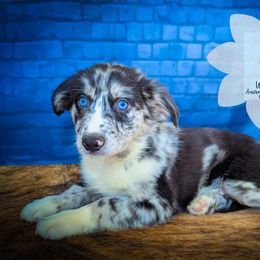 Birch - Blue merle male Australian Shepherd puppy in Owego, New York from WildBloom Australian Shepherds