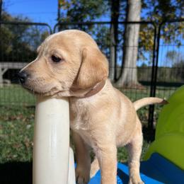 Danny (Lewin) - Yellow male Labrador Retriever puppy in Alger, Ohio from Osborne Family Retrievers