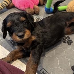 Finn - Phantom male Goldendoodle puppy in Los Gatos, California from Willow & Rose Doodles