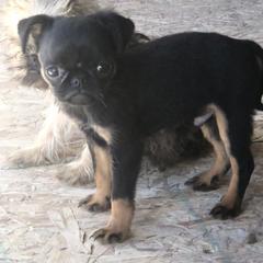 Brussels Griffon and Pug Puppies from South Ridge Brussels Griffons