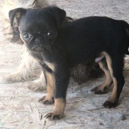Brussels Griffon and Pug Puppies from South Ridge Brussels Griffons