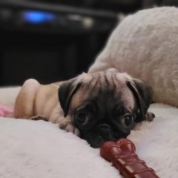 Fawn 2 - Fawn male Pug puppy in Humble, Texas from Rick Barrera Pugs
