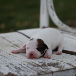 Dart - Brown and white male Jack Russell Terrier puppy in West Bend, Iowa from Blue Skies Terriers