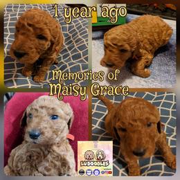 Goldendoodle Puppies from Lu Doodles