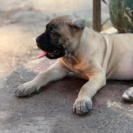 Miel - Fawn female Cane Corso puppy in Houston, Texas from Mortaio Cane Corso