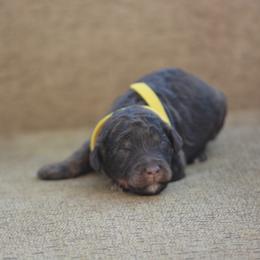Yellow collar female - Brown female Bernedoodle puppy in Scottsboro, Alabama from Dixie Land Doodles