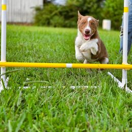 Carmel - Orange - Tri-color female Border Collie puppy in Corbin, Kentucky from Cullins Collies