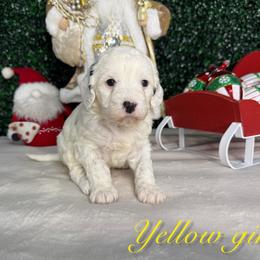 Yellow girl - White female Bernedoodle puppy in Modesto, California from Two Doods Doodles