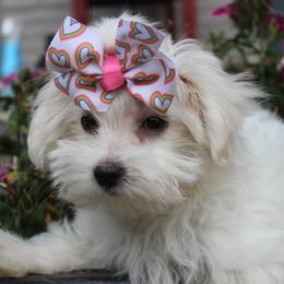 Mable - White and lemon female Maltese puppy in Mena, Arkansas from Belle Ball Puppies