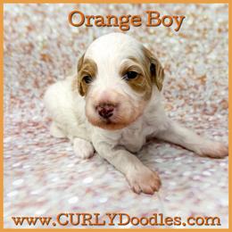 Orange Boy - Parti male Goldendoodle puppy in Taneytown, Maryland from Curlydoodles