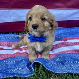 Remy - Brown male Cavapoo puppy in Seneca, South Carolina from Oconee Puppies