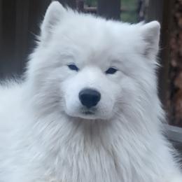 Blue - Samoyed