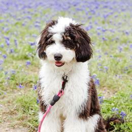 Cookie - Bernedoodle