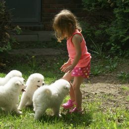 Samoyed Puppies from Cirque D' Samz