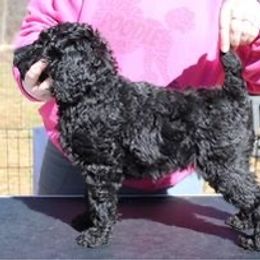 Boy 4 - Poodle puppy in Howard County, Maryland from Sarsel Poodles