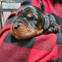 Girl 3 - female Gordon Setter puppy in from Katherine's Golden Retrievers, Gordon Setters, and English Setters