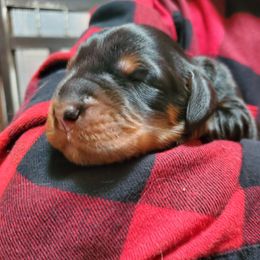 Girl 3 - female Gordon Setter puppy in from Katherine's Golden Retrievers, Gordon Setters, and English Setters