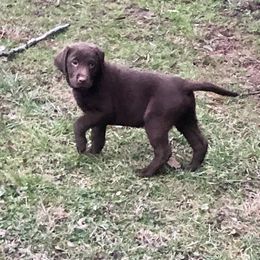 Boy 3 - Chocolate Dilute Retriever puppy in Branchland, West Virginia from Slone's Silver Creek Labradors