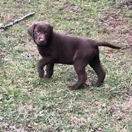 Boy 3 - Chocolate Dilute Retriever puppy in Branchland, West Virginia from Slone's Silver Creek Labradors