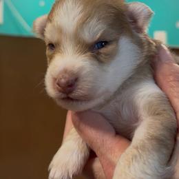 Mustang - Wolf sable male Pomsky puppy in Spring Hill, Florida from PDQ Pomskies