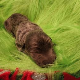 Gypsum - Blue male German Shepherd puppy in Los Lunas, New Mexico from Mali's German Shepherds